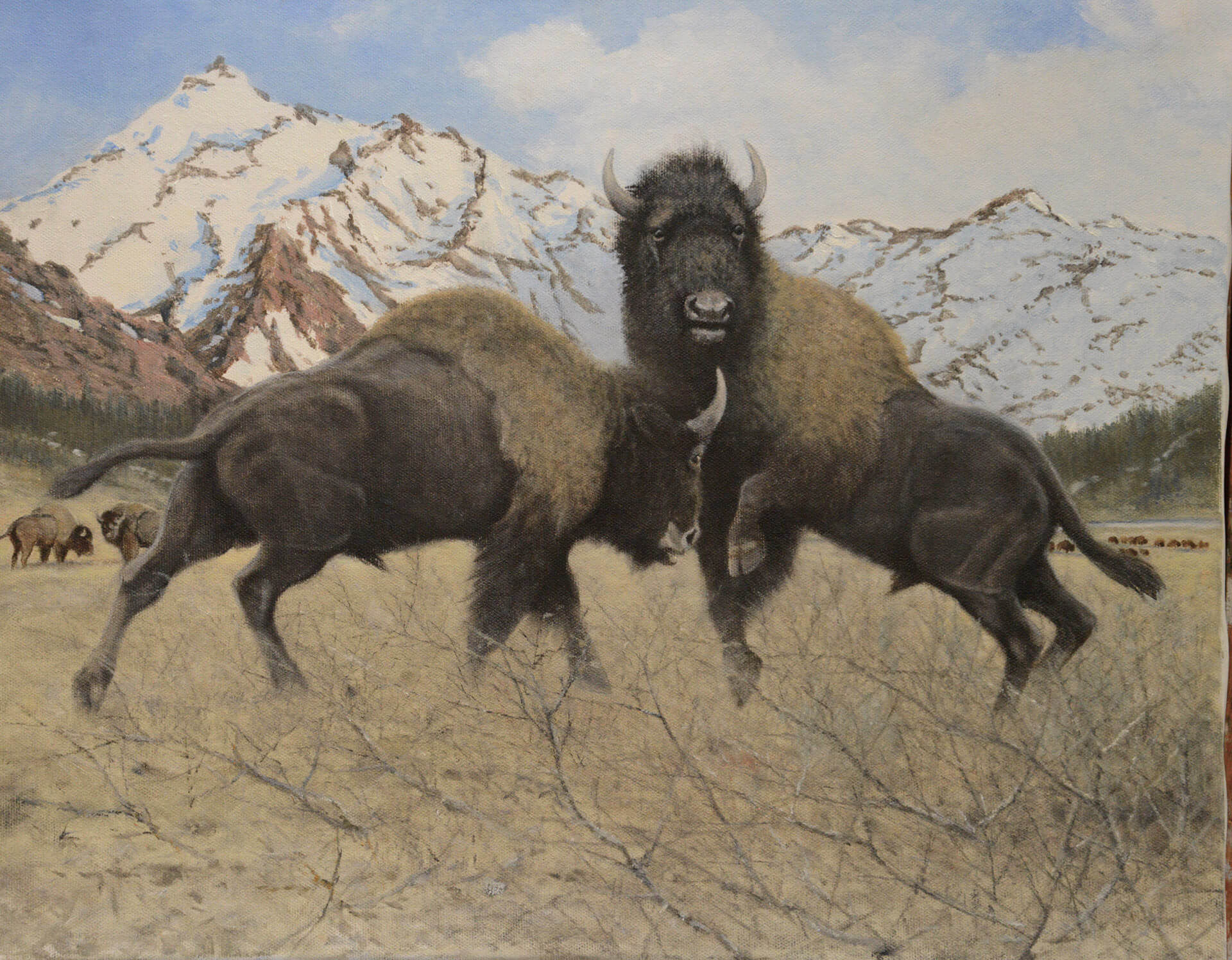 Fighting Bison Western Visions