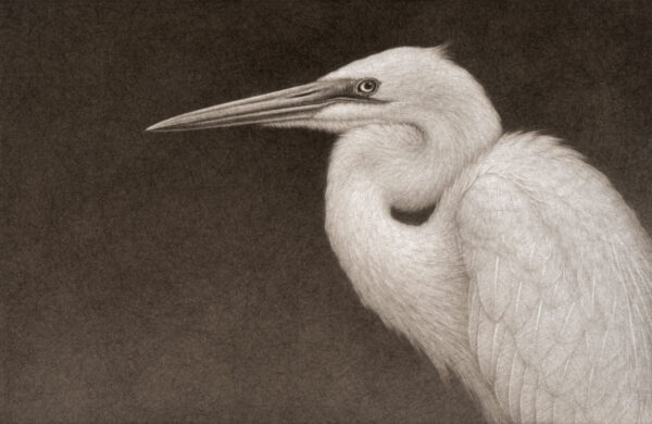 Great Egret III