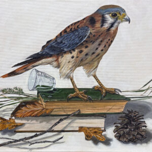 The Watch (American Kestrel)