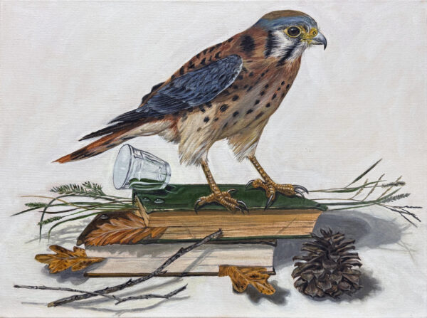 The Watch (American Kestrel)