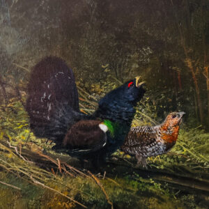 Capercaillie