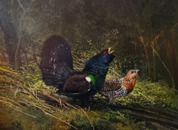 Capercaillie