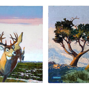 Whitetail Deer Midwest, Mule Deer Grand Canyon