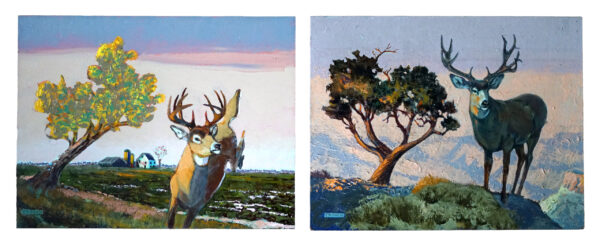 Whitetail Deer Midwest, Mule Deer Grand Canyon