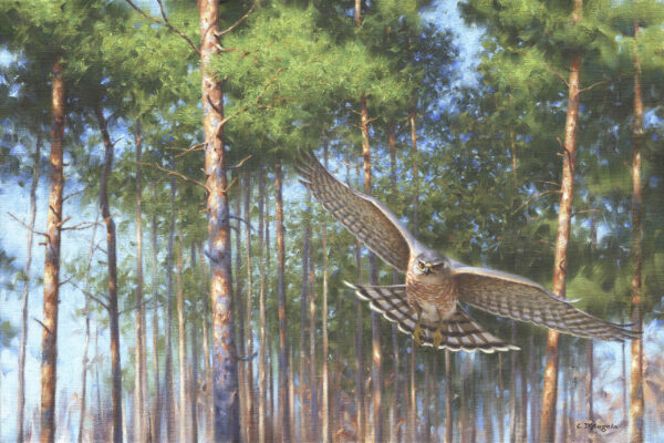 The Hawk in the Pines