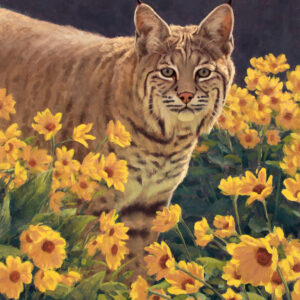 Balsamroot Bloom