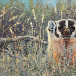 Up Periscope - American Badger