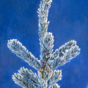 Pygmy Owl Tree Topper