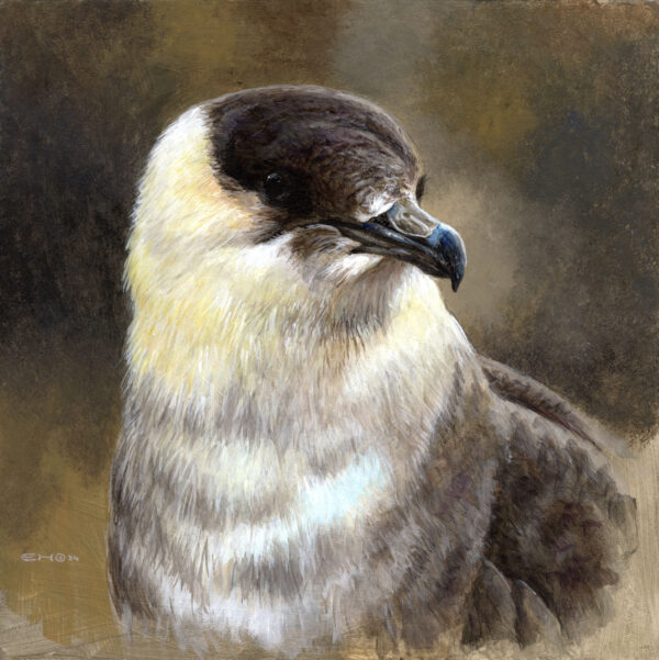 Arctic Skua