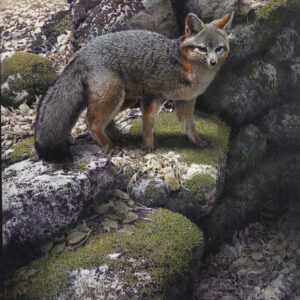 Standing Stones – Gray Fox