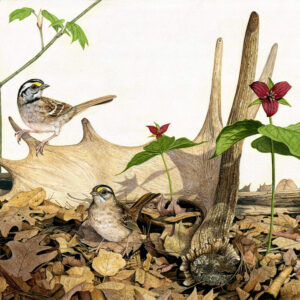 White-throated Sparrows