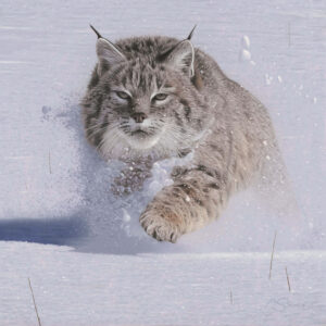 Snow Plow