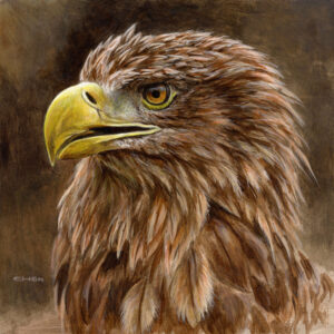 White-tailed Eagle