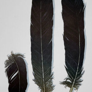 Raven Feathers