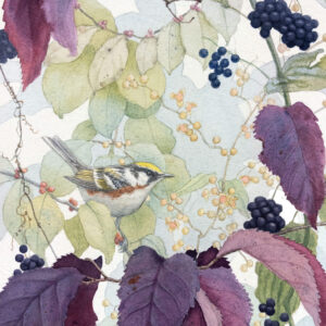 Chestnut-sided Warbler and Bittersweet