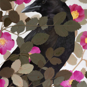 American Crow and Dwarf Woodland Rose