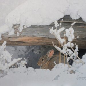 Shelter